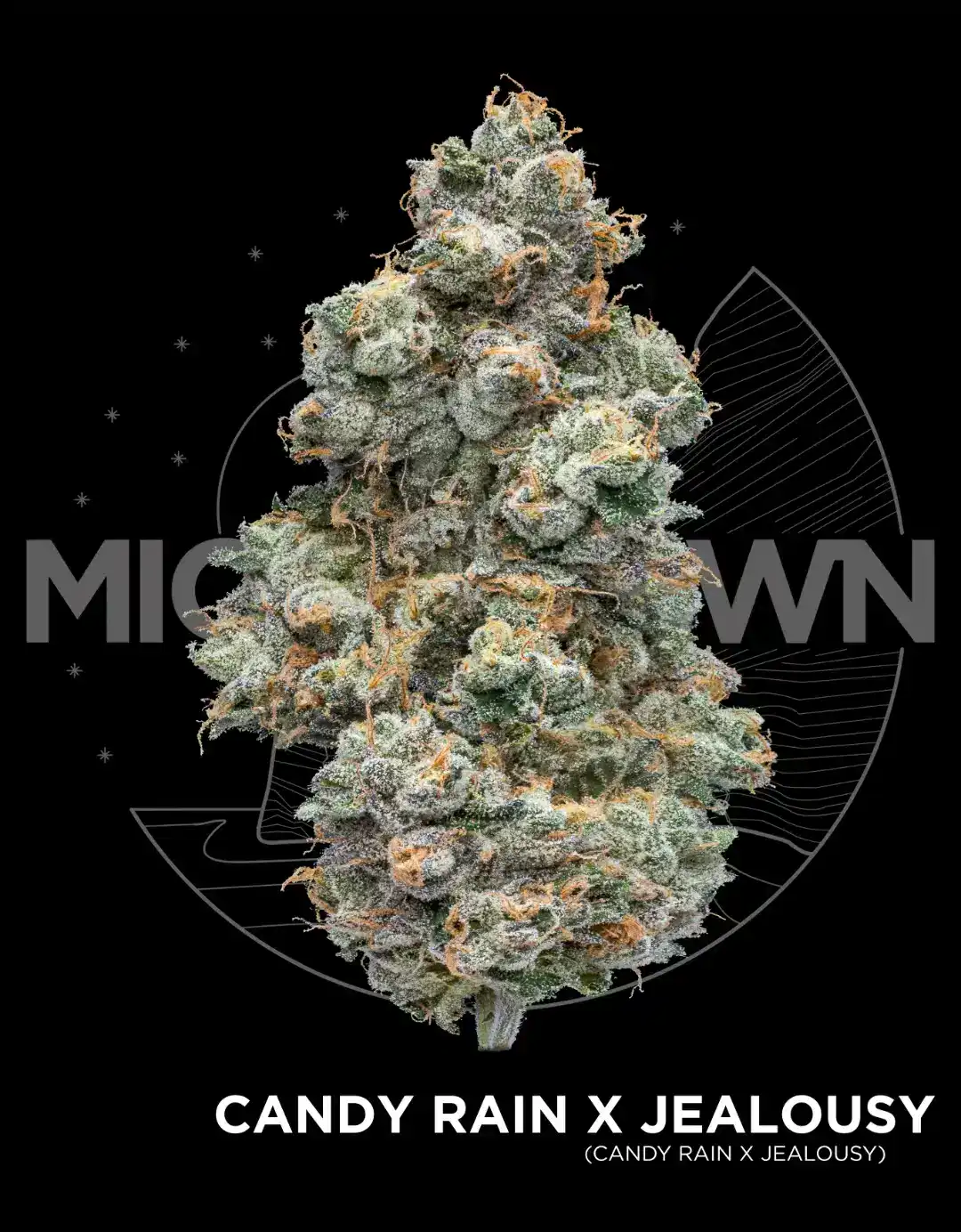 Candy Rain x Jealousy