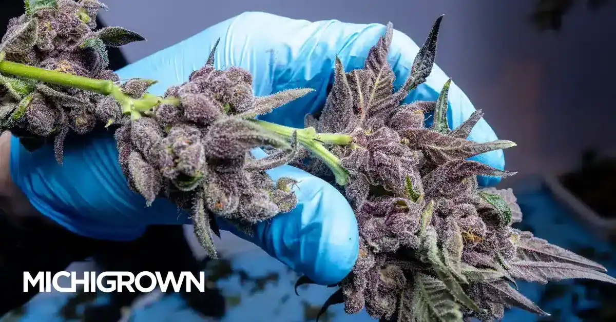 Purple Onyx Cannabis – Deep Purple, Rich Flavor Hybrid