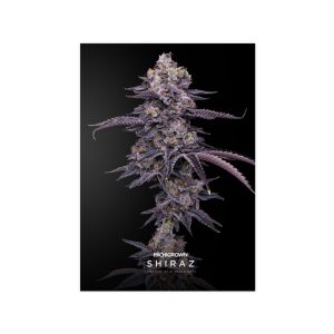 8327451196379021946 2048.jpeg